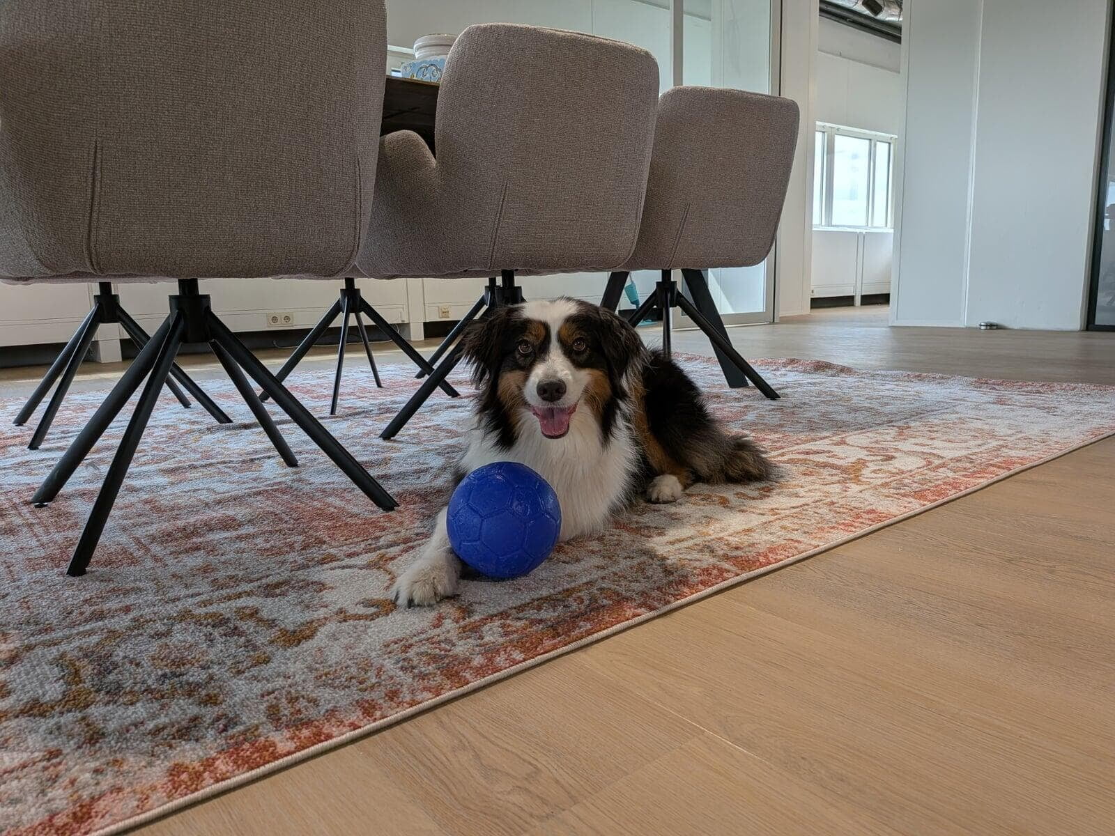 Nova, de kantoorhond